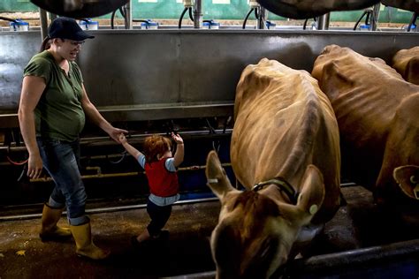 Farm Labor Shortage Nothing New Getting Worse Farmers Say Ap News