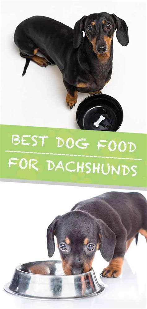 Best Puppy Food For Dachshunds New Product Testimonials Prices And