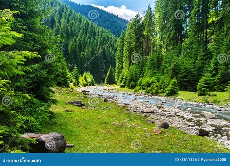 Mountain River In The Coniferous Forest Stock Photo Image Of Beauty