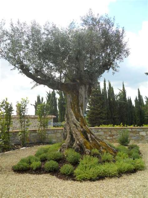 Vasi da fiori con stampa. La Finestra di Stefania Come scegliere un albero da ...