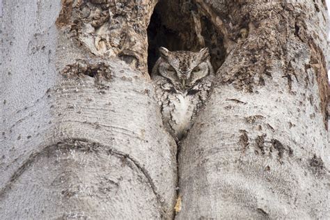 20 Animals Who Have Perfected The Art Of Camouflage