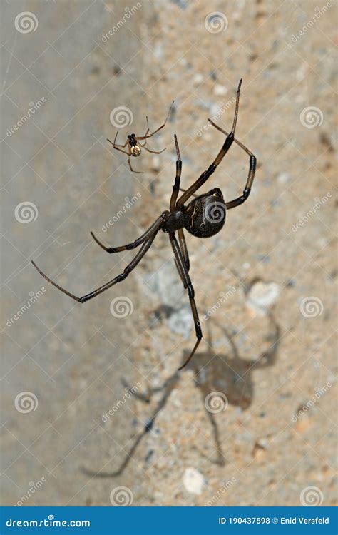 Female Brown Widow Spider
