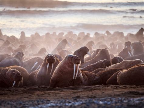 Walruses Reaching The Beach To Rest Smithsonian Photo Contest