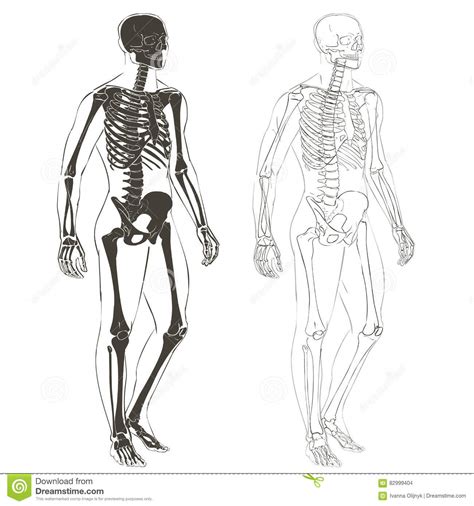 Human body and skeleton stock vector. Illustration of health - 82999404