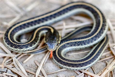 Black snakes keep poisonous snakes away. Pictures to Identify Garden Snake Types | LoveToKnow
