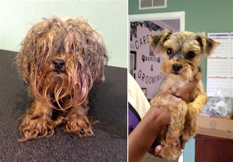 Doggie makeovers reveal shelter pets' true, happy selves - TODAY.com