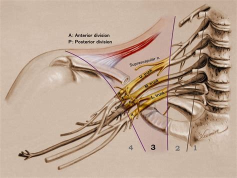 Brachial Plexus Reconstruction Based On The New Definition Of Level Of