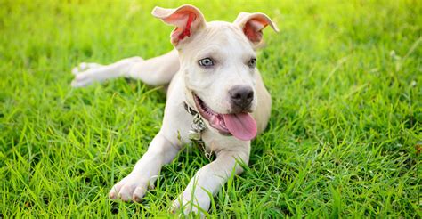 The Blue Nose Pitbull Facts Fun Pros And Cons Of A Blue Nosed Pup