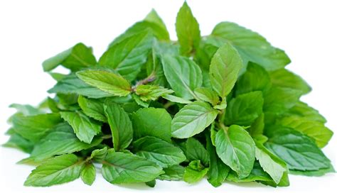 Chocolate Mint Information Recipes And Facts
