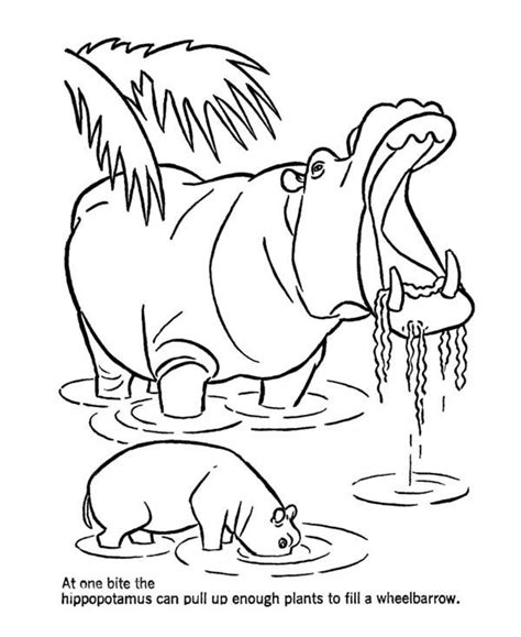 Check spelling or type a new query. Pin by NetArt on Hippo Coloring Pages (With images ...