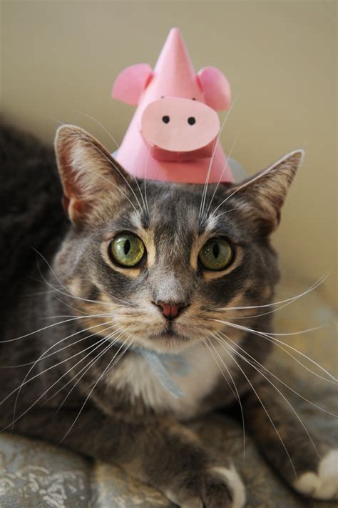 13 Best Images About Animals In Party Hats On Pinterest