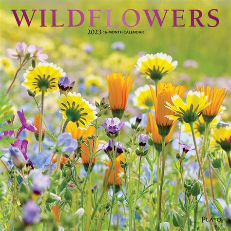 Wildflowers 2023 Square Wall Calendar Plato Calendars