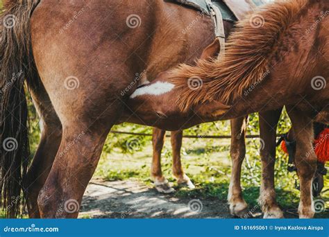 Close Up Horses Mating Airwavesstory