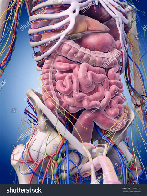 Medically Accurate Illustration Abdominal Anatomy Stock Illustration