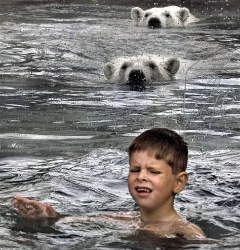 Kids Swimming With Polar Bears 6 Pics