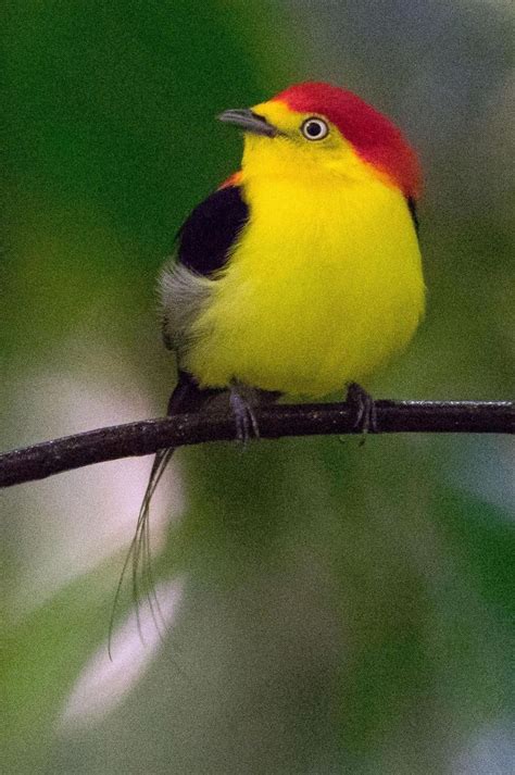 Pin On Birds Are Beautiful