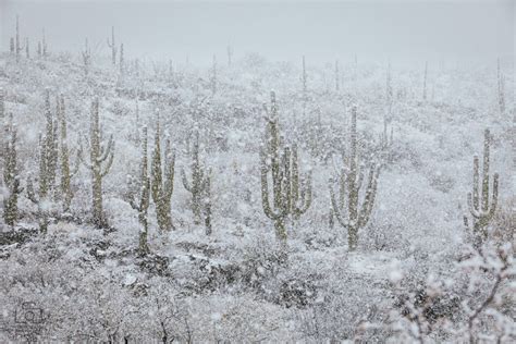 Sonoran Desert Snow Day Life Through Lynseys Lens