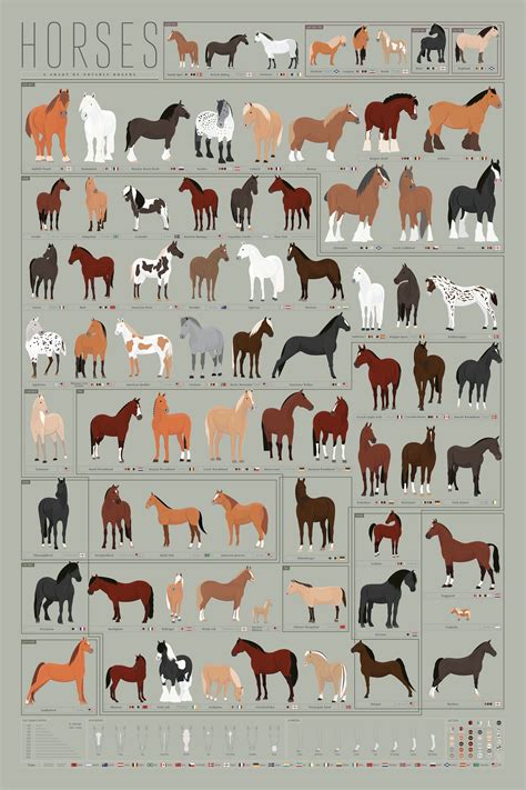 Horses A Chart Of Notable Breeds Horse Markings Horse Breeds Horses