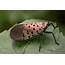 Identifying And Controlling Spotted Lanternfly