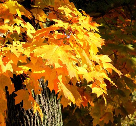 Fall Maple Tree Stock Photo Image Of Seasonal Trees 3396682
