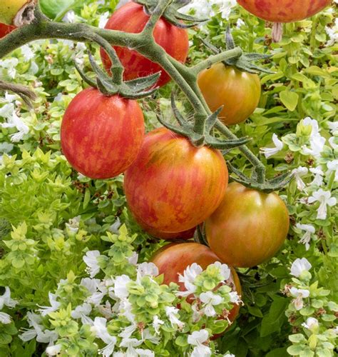 Pink Bumble Bee Organic Tomato Seeds West Coast Seeds