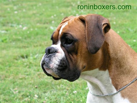 Boxer Dog Wallpapers Wallpaper Cave
