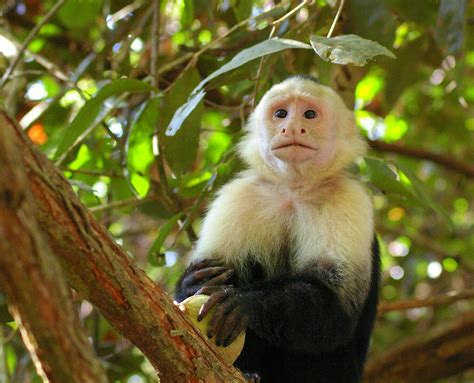 White Headed Capuchin Animals Wiki Fandom