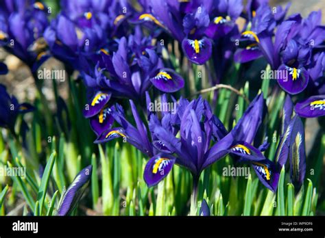 Iris Reticulata Pixie Blue Iris Flower Stock Photo Alamy