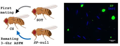 Figures And Data In Drosophila Seminal Sex Peptide Associates With