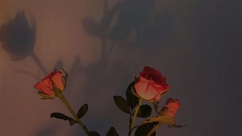 Aesthetic Roses Laptop Wallpapers Wallpaper Cave