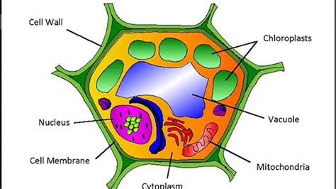 Depending on the type of the animal cell in question, some cellular components listed below may not be found in every animal cell. Free clipart of an animal cell nuclear membrane collection ...