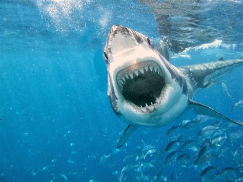 Kumpulan Gambar Ikan Hiu Lengkap Great White Shark Free 1600x1200