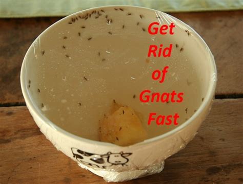 How To Get Rid Of Gnats In The House