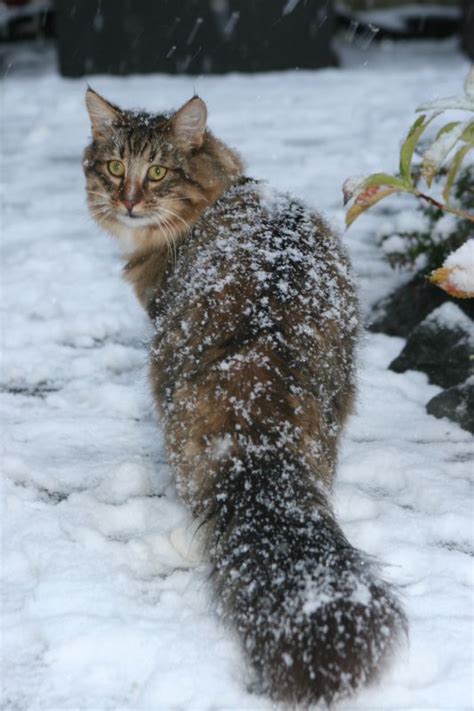 Norwegian Forest Cat In The Snow Pretty Cats Beautiful Cats Cat Furry