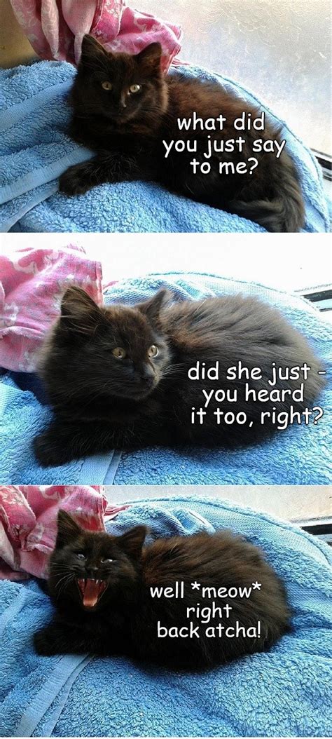 When Your Human Meows At You Lolcats Lol Cat Memes