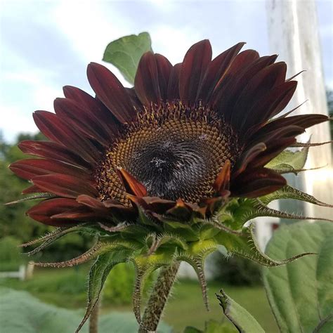 Sunflowers Plant Care And Collection Of Varieties