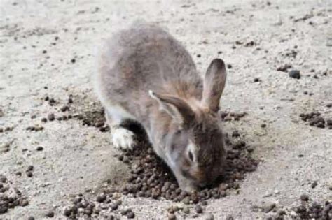 Top 8 Reasons Why Rabbits Dig Holes