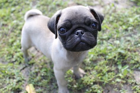Look for what causes bad breath in puppies now!. Pugs and Breathing Issues | Pets4Homes