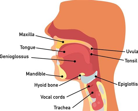 Mouth Structure Pharynx Anatomy And Medical Illustration