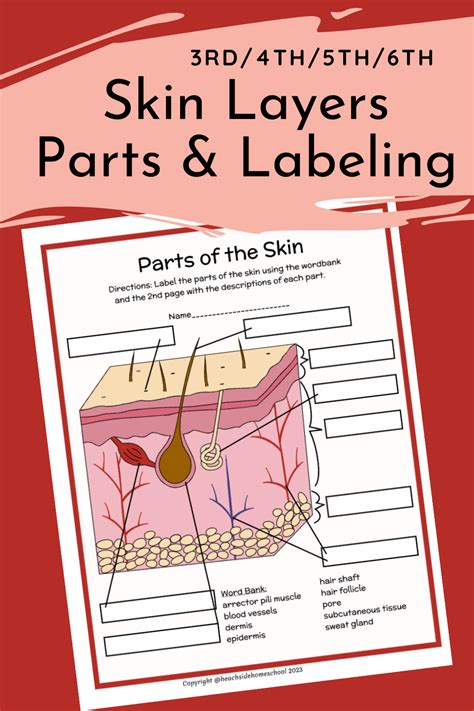 Skin Layers Parts Labeling Diagram Life Science Worksheets