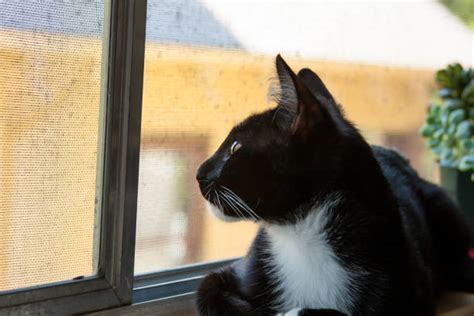 Black Cat Looking Out A Window Stock Photos Pictures And Royalty Free