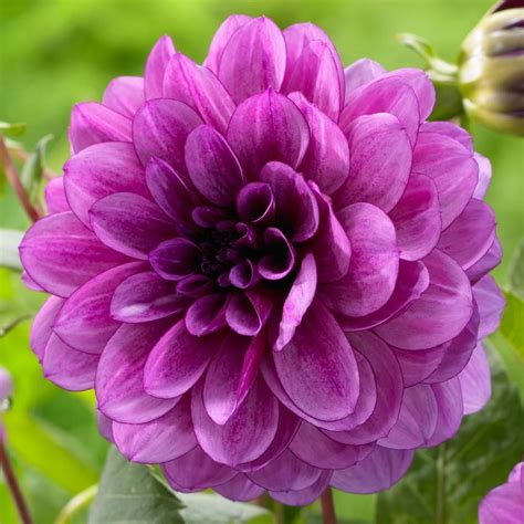 Dahlia Blue Bell A Top Performing Decorative Dahlia With Violet Purple