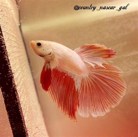 Check spelling or type a new query. What Would Be Good Names For My Two Bettas?? Red&blue ...