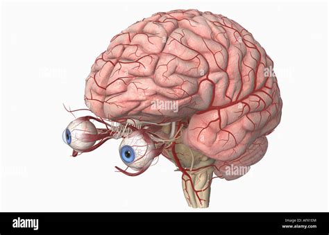 The Arteries Of The Brain And Eyes Stock Photo Alamy