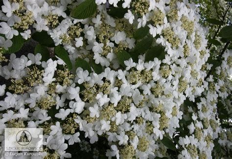 Viburnum Plicatum Kilimanjaro Kalina Japońska Kilimanjaro