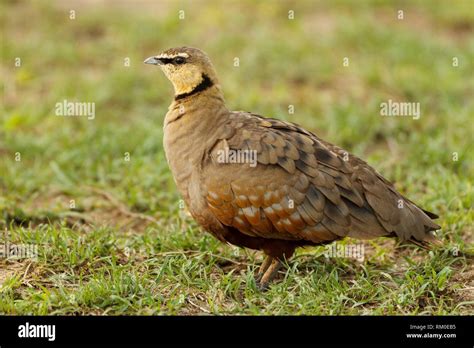 African Grouse Hi Res Stock Photography And Images Alamy