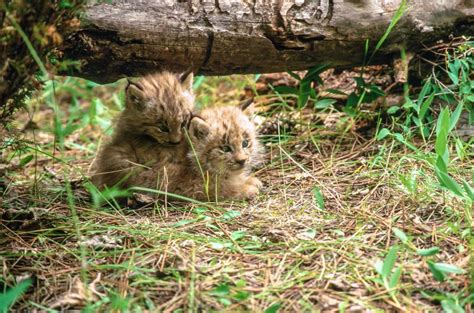 Free Stock Photo Of Two Lynx Kittens Download Free Images And Free
