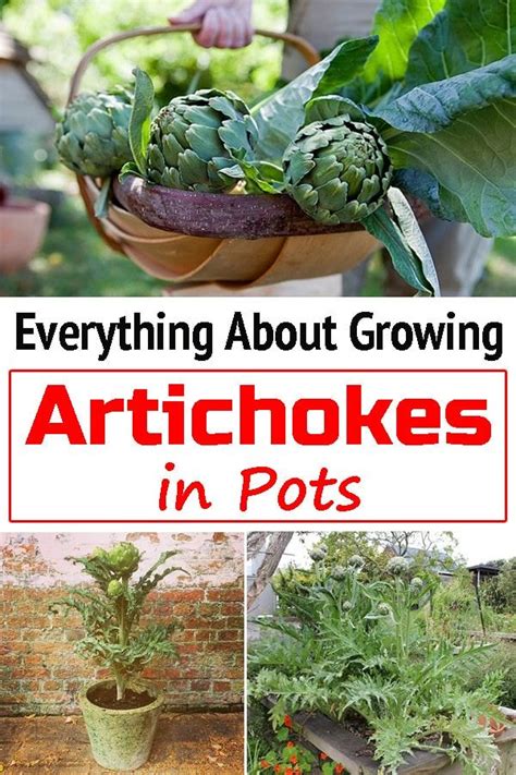 Dont Have Enough Garden Space No Worries Growing Artichokes In Pots
