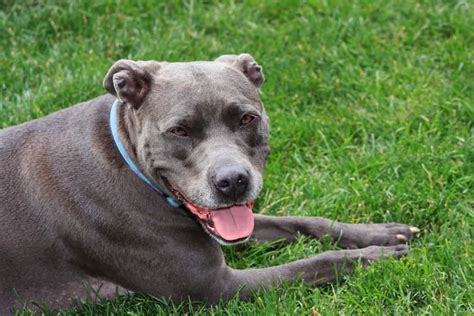 Blue Nose Pitbull Everything You Need To Know About Blue Pitbulls