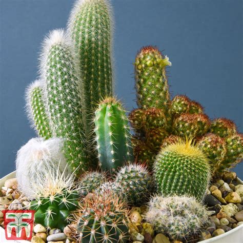 You may have heard that even those without a green thumb can grow cactus because they are impossible. Myrtillocactus geometrizans 'Fukurokuryuzinboku', Blue ...